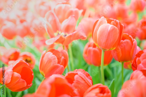 Beautiful Tulips flower in the garden spring season.Nature background.