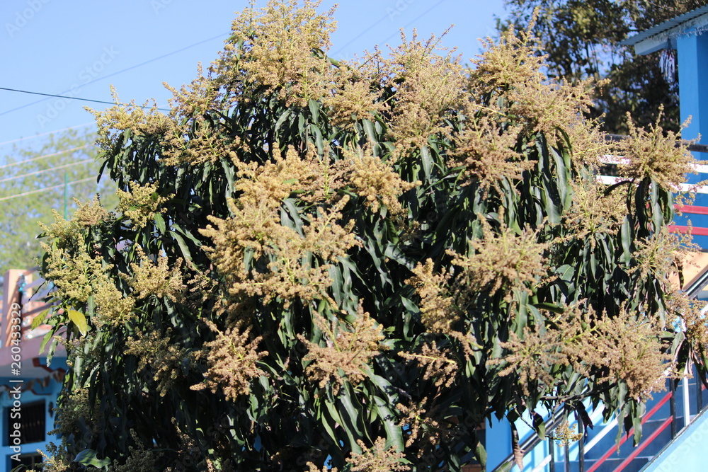 Naklejka premium Tree