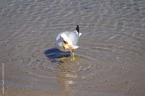 seagull in water with bagel