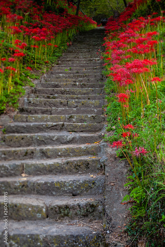 仏隆寺で満開に咲いている彼岸花3 © sigmaphoto