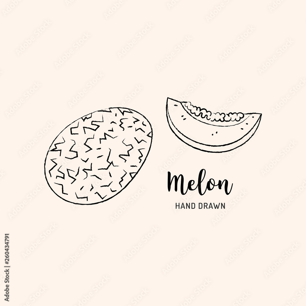 Melon fruit drawing. Sketch of melon on a white background. Vector isolated illustration