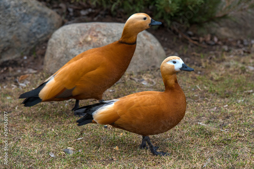 Ruddy shelduck - Tadorna ferruginea photo