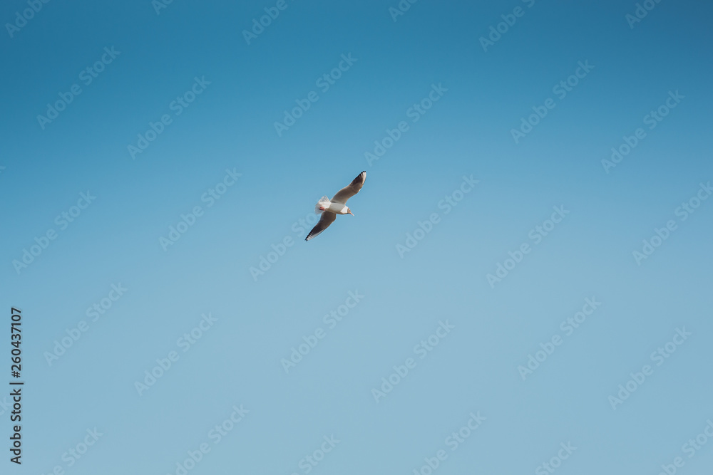 A gull flying in sky. Bird flight in blue sky. A gull flying in sky. Bird flight in blue sky.
