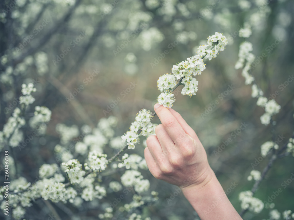 Hand of young woman touching flowers on tree