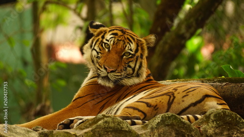 Photography tiger in zoo