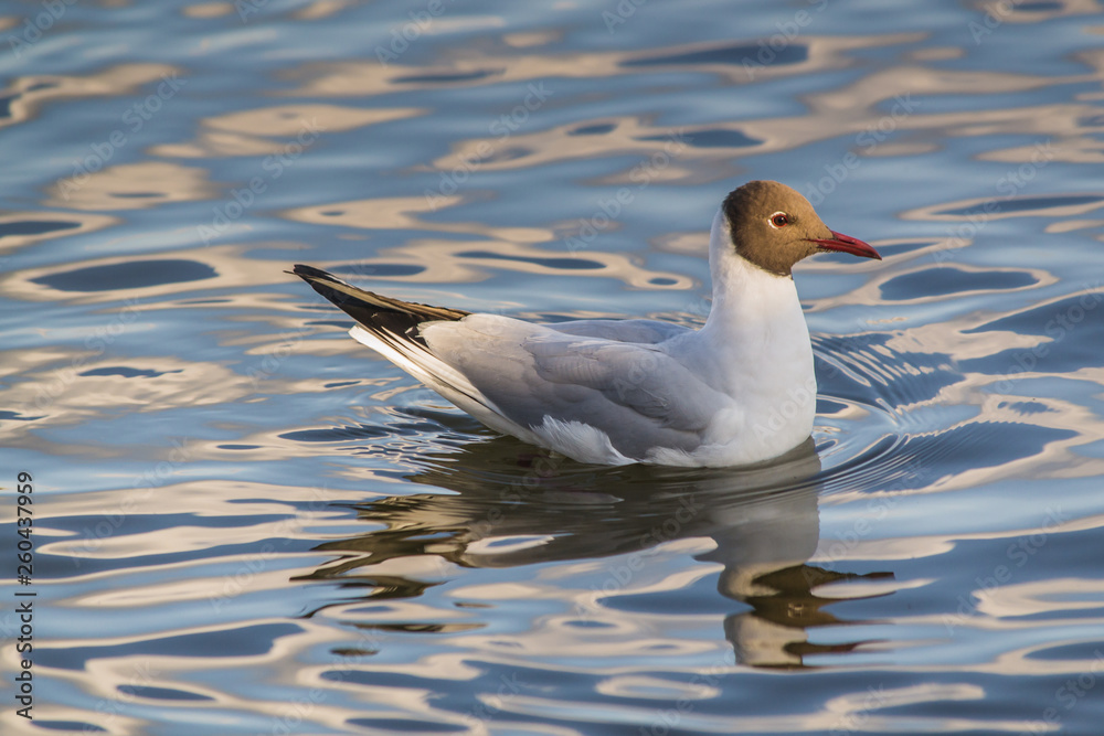 Black headed gull on lake surface with reflections.