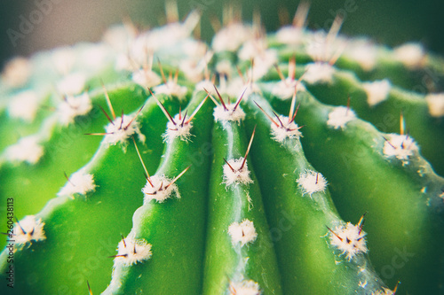 The upper part of the green spiny cactus. View from above © pro2audio