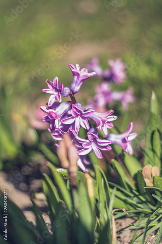 Purple hyacinth in the garden. Blured flowers on the background.