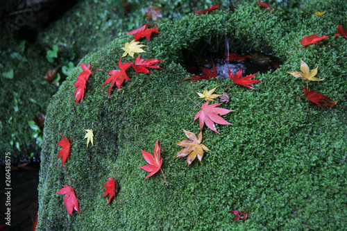 The moss garden in Kyoto photo