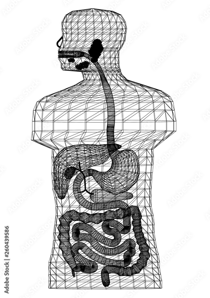 Fototapeta premium Human Body