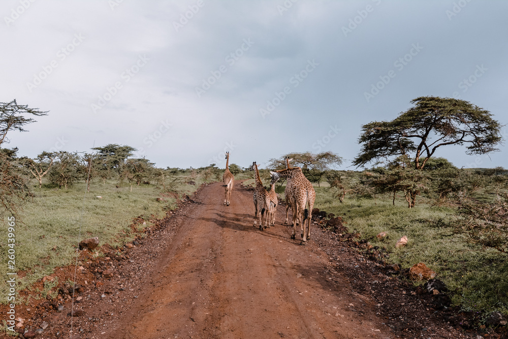 Impala in Serengeti national park