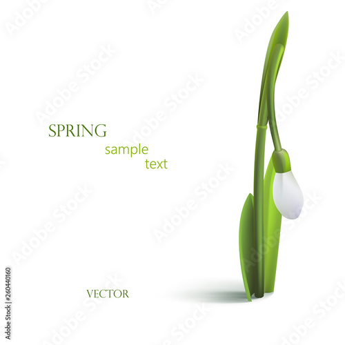 single flower, snowdrop, vector