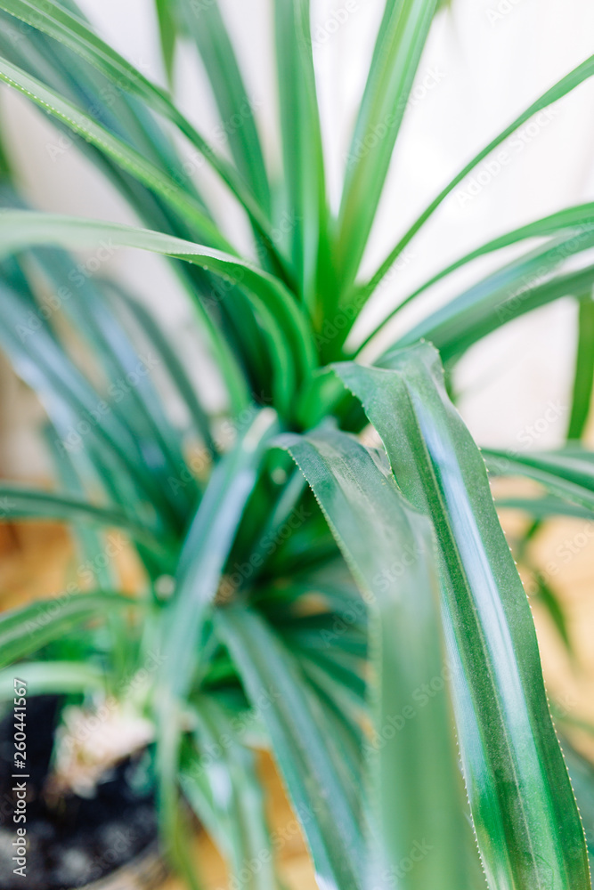 Obraz premium Minimalism in the interior decor. Bright modern interior with tropical greenery.