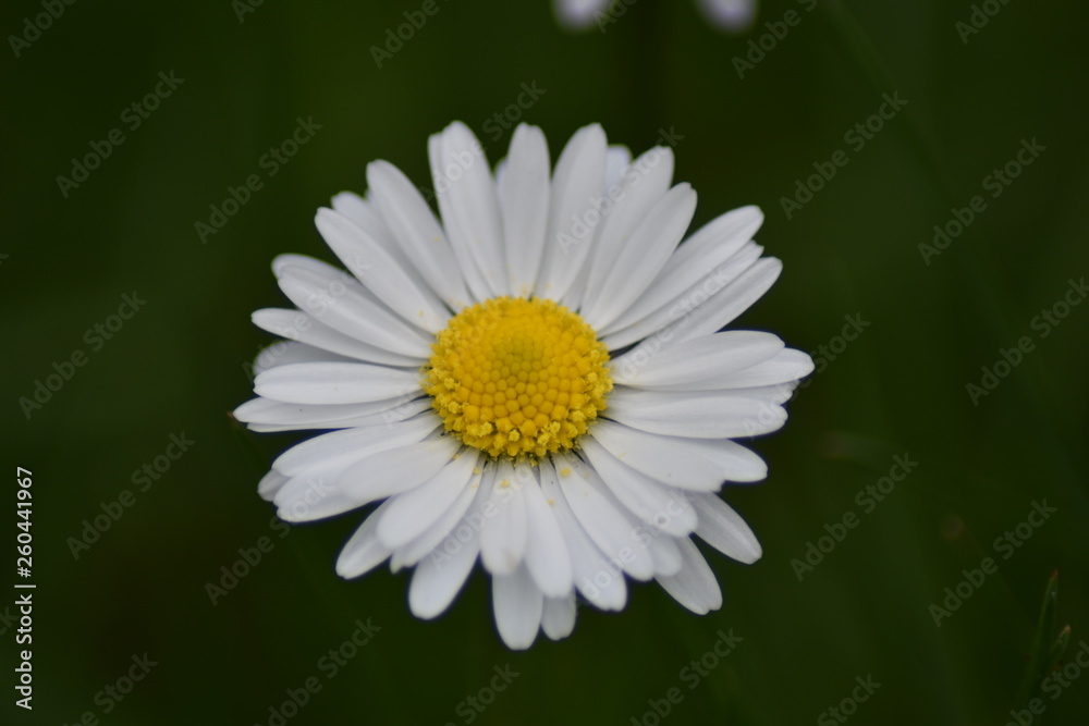 Fototapeta premium Gänseblümchen (Bellis perennis)