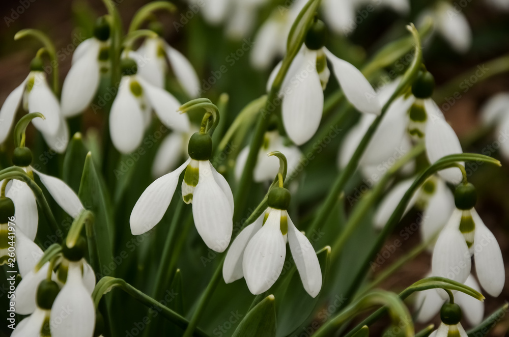 The first spring flowers are white snowdrops. A macro shot of a collection of snowdrop blooms. 