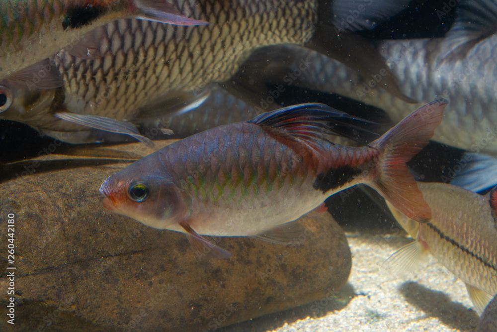 Naklejka premium Dawkinsia rohani beautiful ornamental fish from India