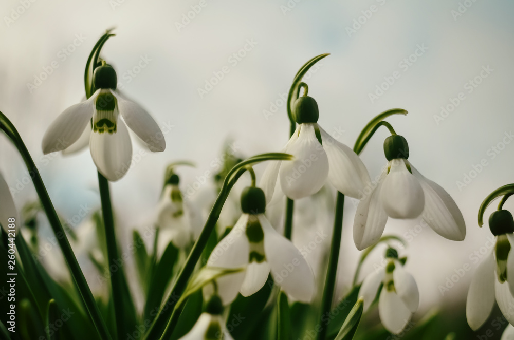 The first spring flowers are white snowdrops. A macro shot of a collection of snowdrop blooms. The first spring flowers are white snowdrops. A macro shot of a collection of snowdrop blooms.