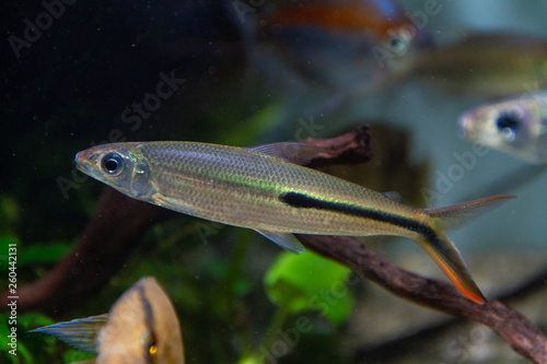 Slender Hemiodus (Hemiodus gracilis) beautiful ornamental fish from Venezuela and Brazil