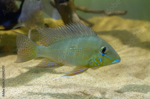 Geophagus argyrostictus rare eartheater cichlid from Xingu river photo