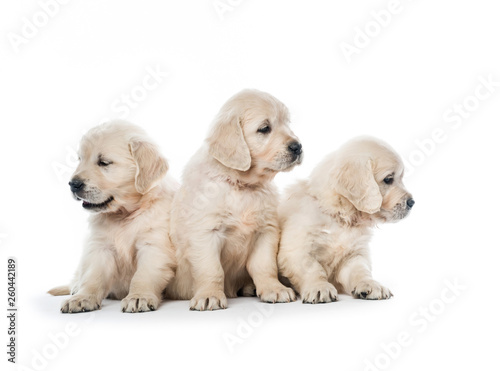 Emotional behaviour of golden retriever puppies sitting isolated