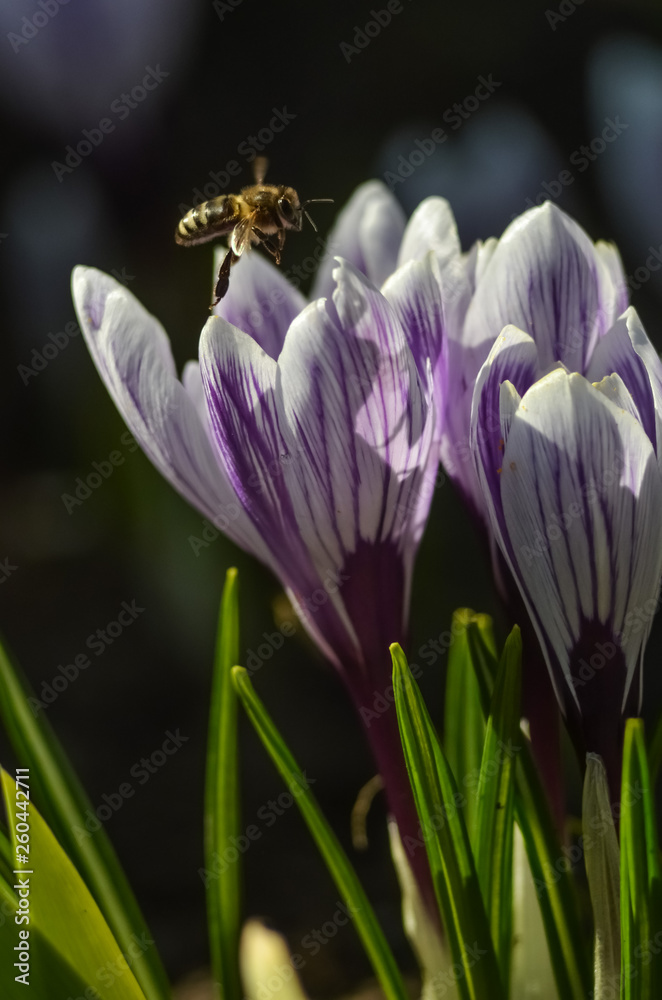 Fototapeta premium Bees on the first spring flowers, blue crocuses on a sunny day