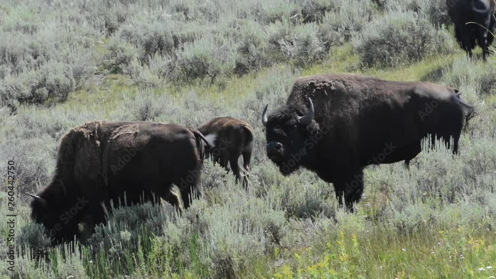 Buffalo Graze in a Sage-filled Grassland in Yellowstone National Park, Wyoming Buffalo Graze in a Sage-filled Grassland in Yellowstone National Park, Wyoming