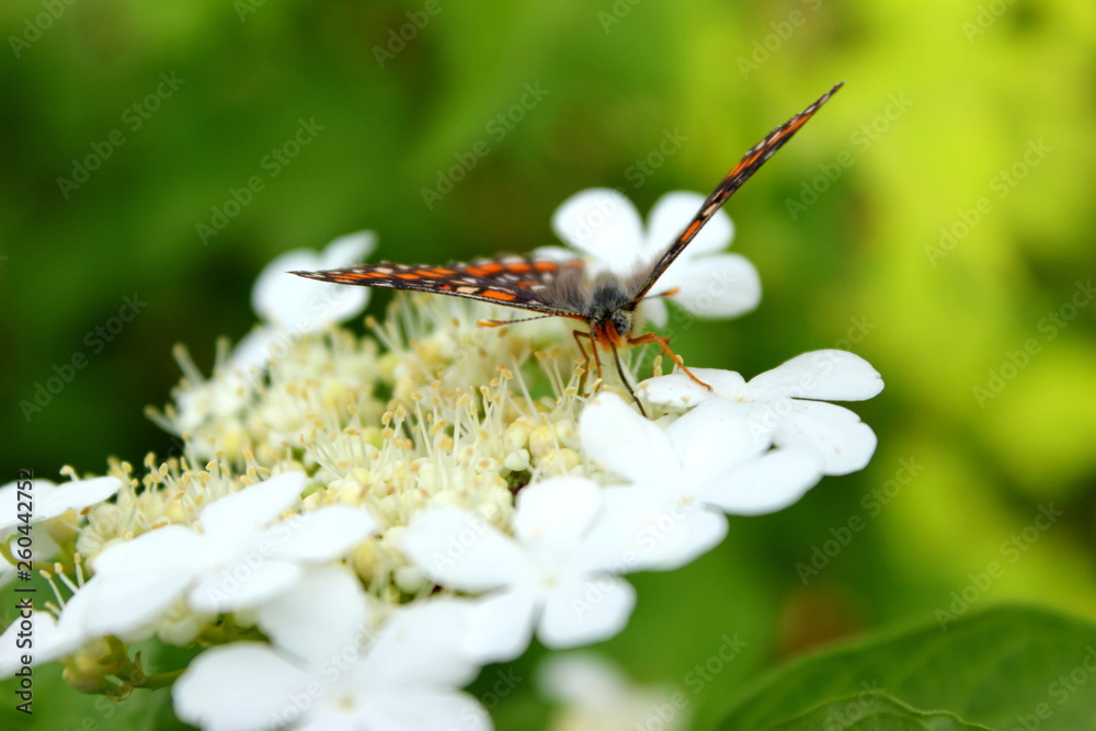 Naklejka premium butterfly 