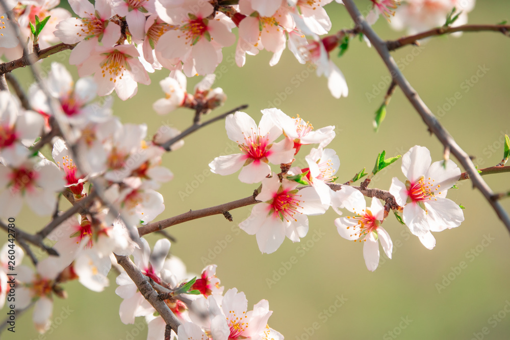 Pink Flowers Blooming Peach Tree at Spring. Horizontal filtered shot