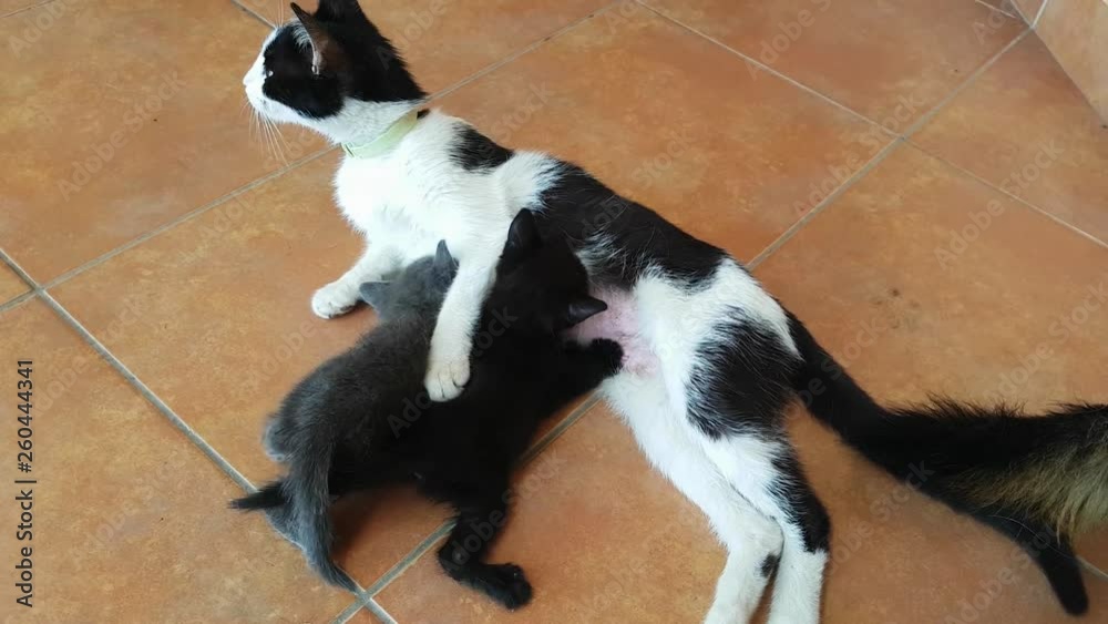 Cat mother feeding her newborn little kitties Cat mother feeding her newborn little kitties