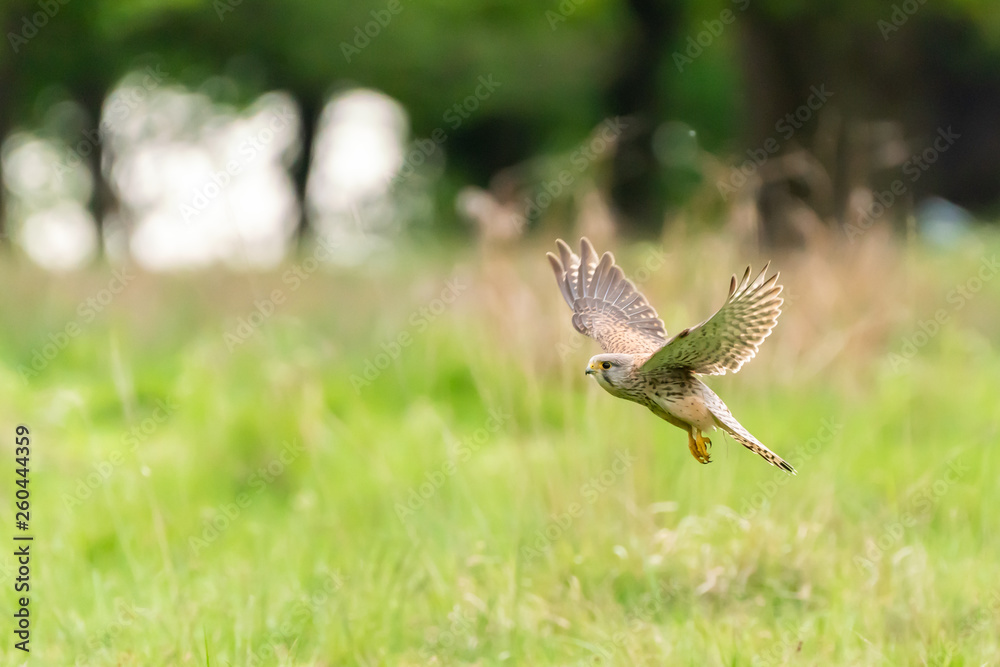 Fototapeta premium Common Kestrel (Falco tinnunculus)