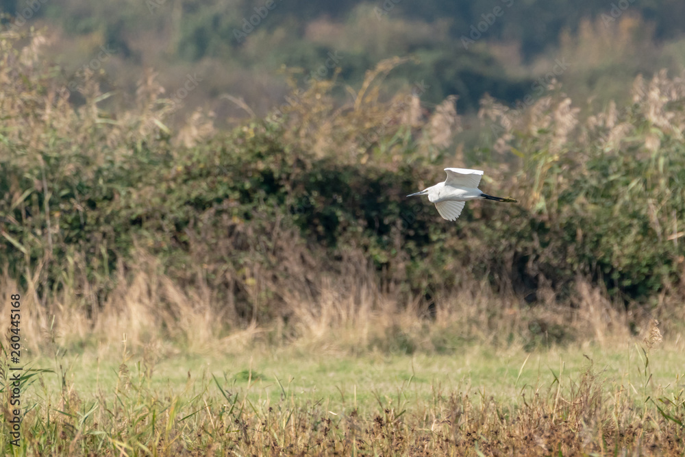 Fototapeta premium Little Egret (Egretta garzetta)