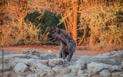 Spotted Hyena at wateringhole early morning