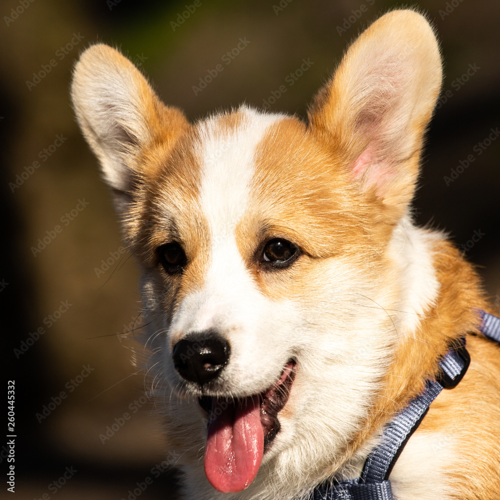cute welsh corgi puppy close-up portrait cute welsh corgi puppy close-up portrait