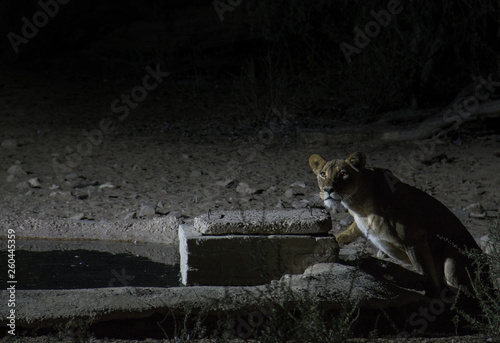 Lioness at wateringhole photo