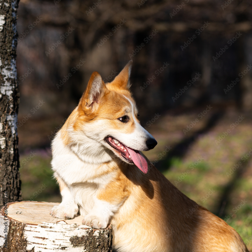 cute welsh corgi puppy in spring evironment cute welsh corgi puppy in spring evironment