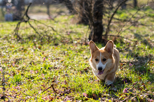 cute welsh corgi puppy in spring evironment