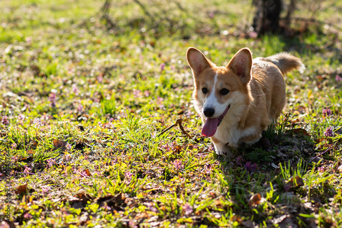 Photos cute welsh corgi puppy in spring evironment