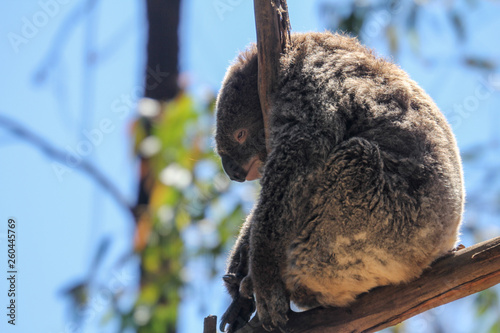 Photography Furry sad koala bear tired from tourists on the branch, Sydney, Australia