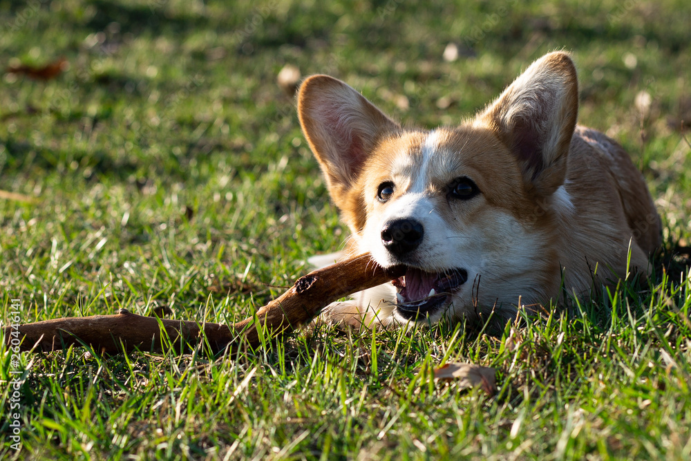 cute welsh corgi puppy laying on spring grass cute welsh corgi puppy laying on spring grass