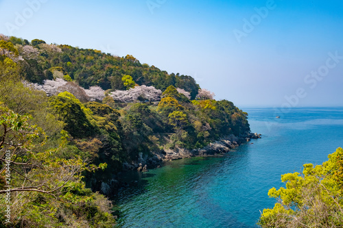 熊本県水俣市 湯の児海岸道路に咲く桜の並木道と八代海