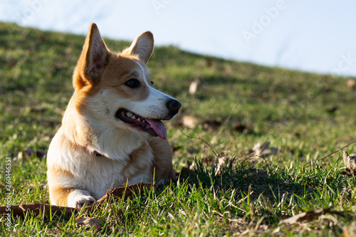 cute welsh corgi puppy laying on spring grass