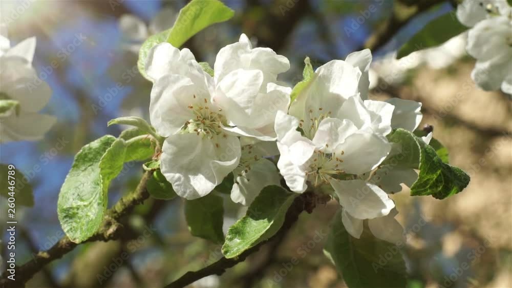 Blooming white flowers of a fruit tree in the garden. The wind moves the stem with flowers gently. In the background blue sky, glimpses of the spring sun. Blooming white flowers of a fruit tree in the garden. The wind moves the stem with flowers gently. In the background blue sky, glimpses of the spring sun.