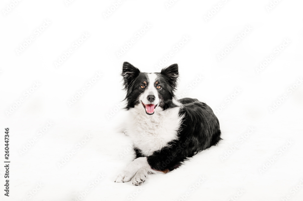 border collie dog beautiful portrait doing tricks on white background studio shooting