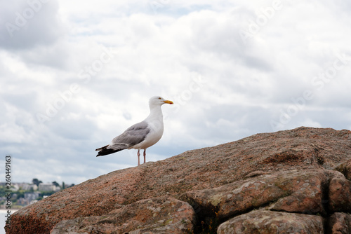 Seagull on rocks in Pink Granit Coast