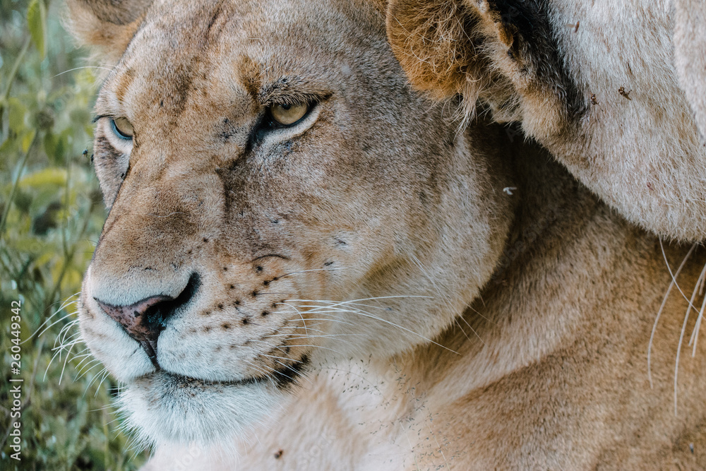 Fototapeta premium eyes female lion portrait