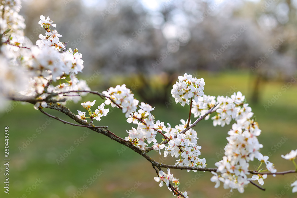 Tree with white blossoms in early spring Tree with white blossoms in early spring