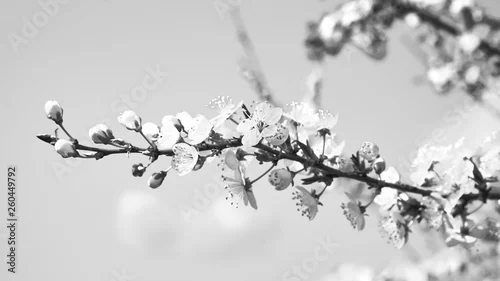 Obraz Kwitnące rośliny wiosną