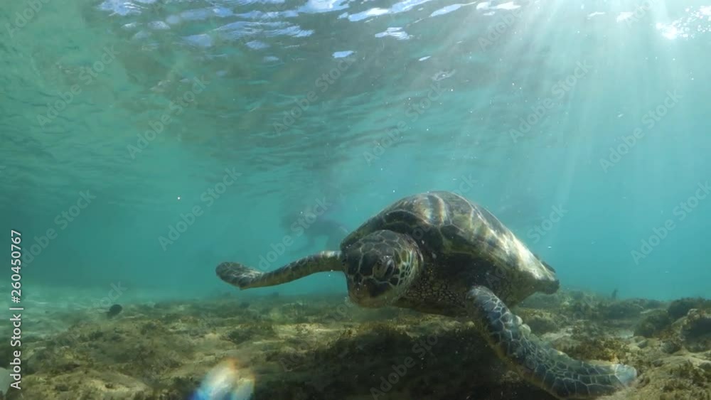 Sea Turtle Feeding in the Shallows with a Snorkeler Nearby in Maui, Hawaii