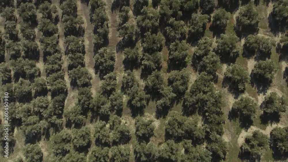 Top down shot flying up over olive trees growing in even rows in olive grove Top down shot flying up over olive trees growing in even rows in olive grove