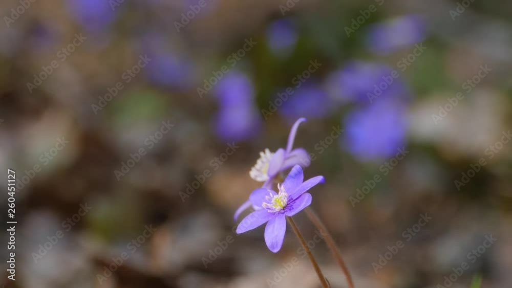 Violets still isolated with blurred background. Violets still isolated with blurred background.